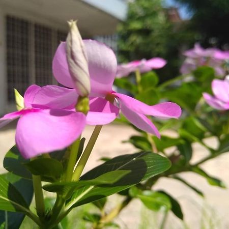 Kayangan Homestay Perlis For Mslim Only 加央 外观 照片