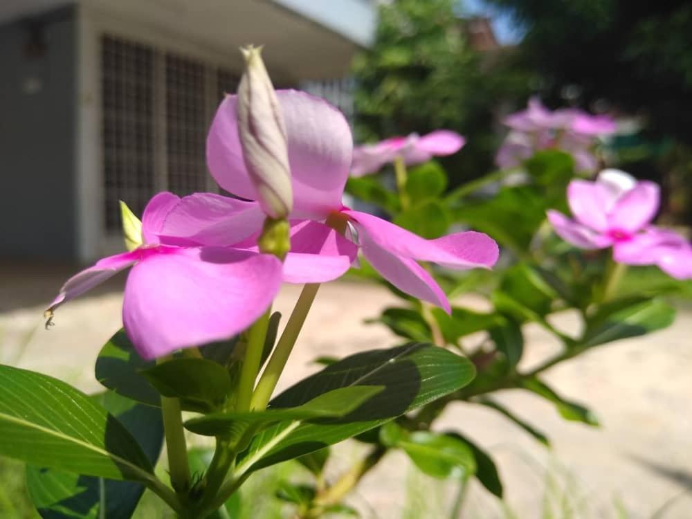 Kayangan Homestay Perlis For Mslim Only 加央 外观 照片